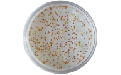 THIX-298發酵用消泡劑在芽孢桿菌發酵中效果測試